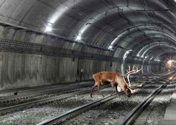 A reindeer blocked the Hamptons Subway tracks this week