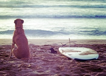 Surfer dog on the beach