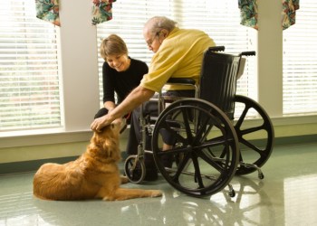 Therapy dogs provide comfort and bring cheer.