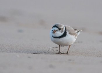 Piping plovers don't use calendars.