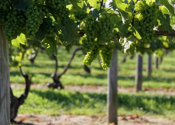 Long Island Wine grapes on the vine