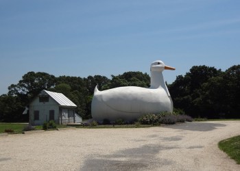 The Big Duck