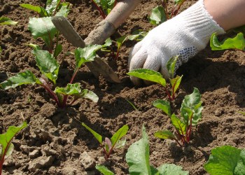 gardening