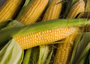 corn