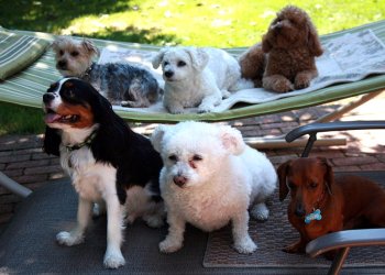 Dogs at Petite Dog Care