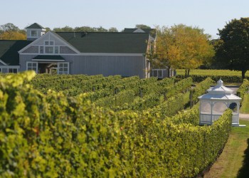 Vineyard and barn in Long Island