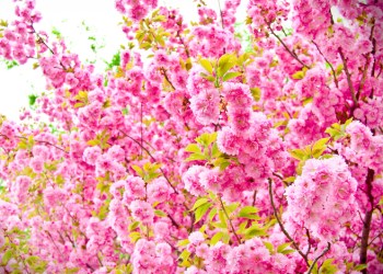 Double flower of cherry blossom