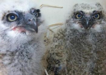 owl babies