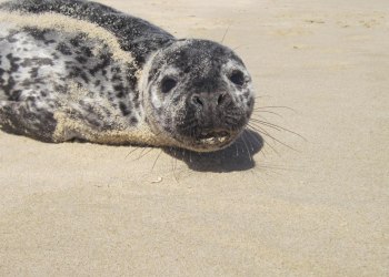 Riverhead Foundation seal merdog