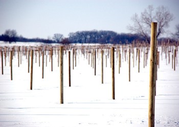 winter vineyard snow