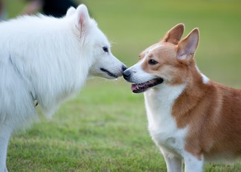 Puppies enjoying a day at the dog park