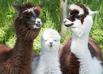 Alpacas in need of a trim, Photo: DieterHawlan/123RF