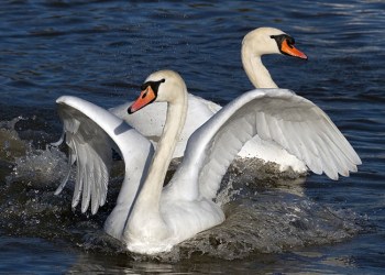 Mute swans.