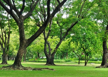 large trees on green grass lawn and garden