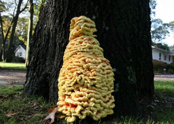 Beautiful but Dangerous Tree Fungus