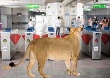 Female lion in the Hamptons Subway station