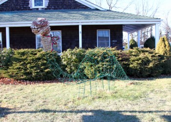 A Winosaur grows at Coffee Pot Cellars in Cutchogue