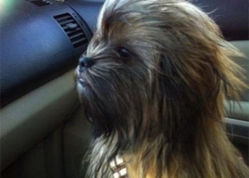 Chewbacca