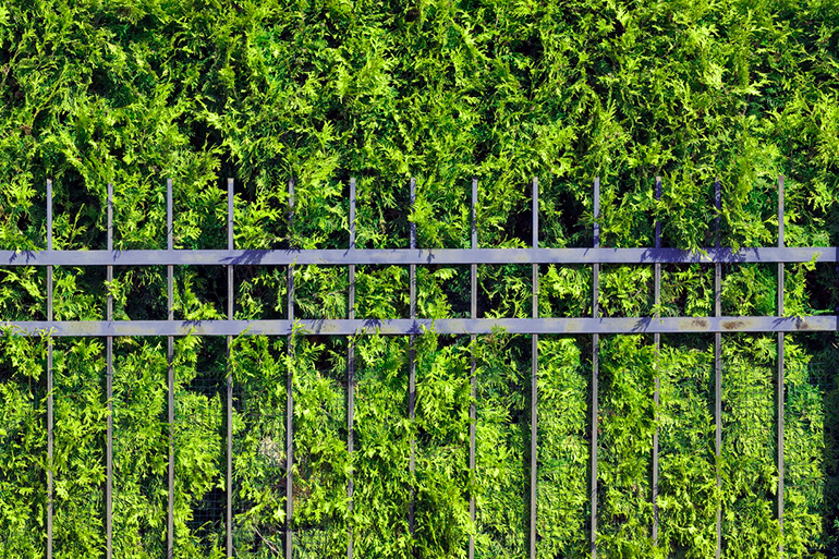 Hedge fence