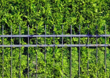 Hedge fence