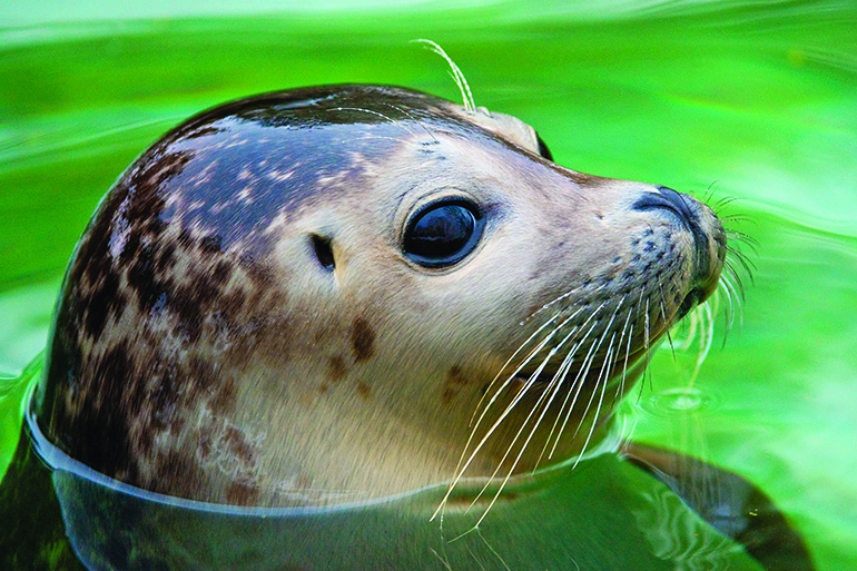 A harbor seal pup, Photo: Peter Wey/123RF