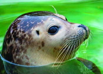 A harbor seal pup, Photo: Peter Wey/123RF