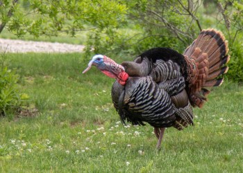 Wild turkey at Sylvester Manor