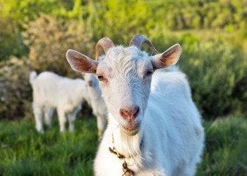 Goats on the lawn