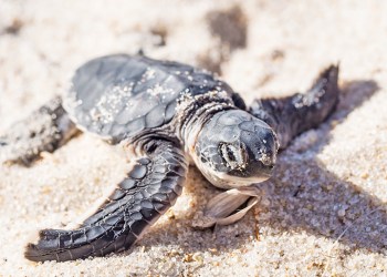 43848433 - small green sea turtle chelonia mydas