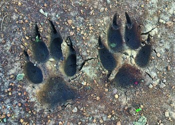 The footprints of a big dog in dried mud. Shot with an iPhone.