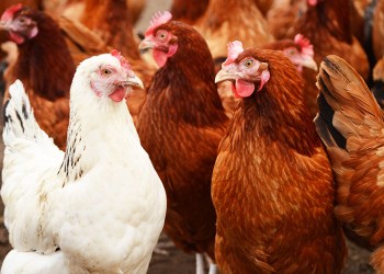 traditional free range chicken farming