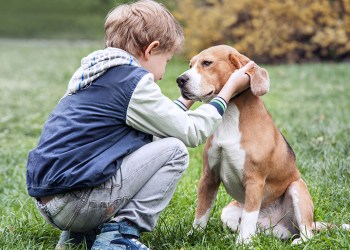 39571009 - two best friends - boy and his dog