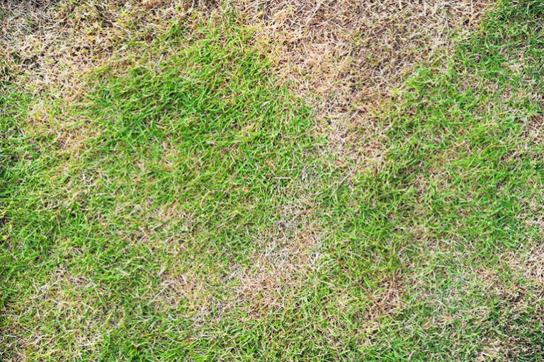 What Causes Brown Spots on Your Lawn or Turf? How Do You Fix It?