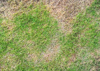 Grass lawn with brown spot