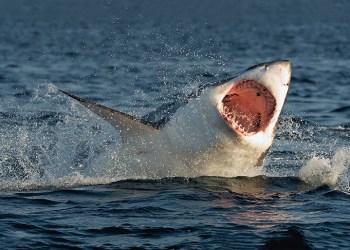 Great white shark breaching surface