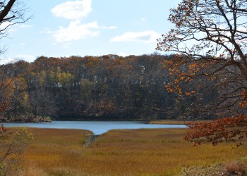 Mashomack Preserve, Photo: Xylia Serafy