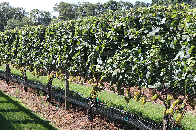 Wölffer Estate Vineyard grapes, Photo: Barbara Lassen