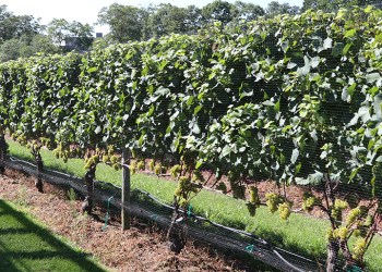 Wölffer Estate Vineyard grapes, Photo: Barbara Lassen