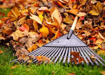 16556694 - pile of fall leaves with fan rake on lawn