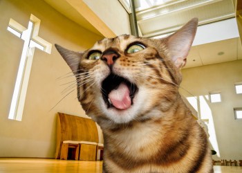 Blessing of the Animals cat goes crazy at church