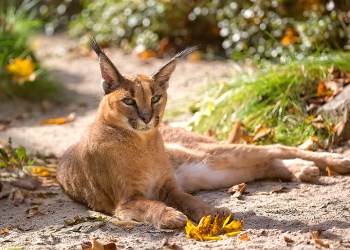 Caracal wild cat