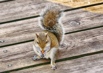 Squirrel eating a nut on a wooden deck