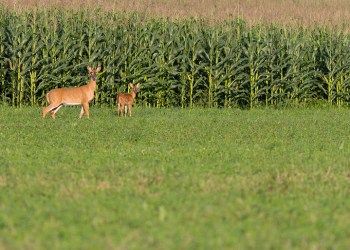 Deer - doe and fawn by cornfield