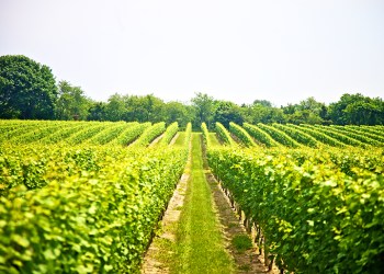 Sparkling Pointe Vineyard, Photo: Courtesy Sparkling Pointe