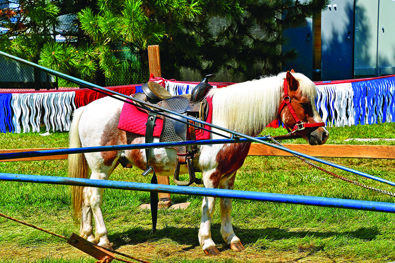 Photo: Ralph Fiskness/123RF horse pony ride