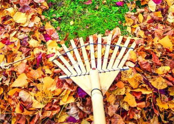 Raking fall leaves from lawn with a bamboo leaf rake in autumn, France