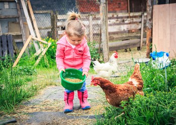 41325959 - little girl feeding chickens in front of farm