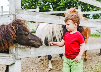 Toddler boy pointing his finger at pony horse at animal farm. Outdoor fun for kids. Child try to touch pony's nose