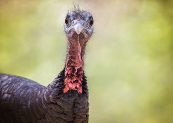 Angry wild turkey