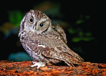 An indoor studio image of a captive screech owl named Ilene.